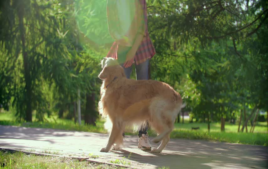 阳光下男孩在遛狗的视频素材