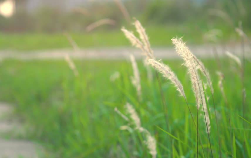 狗尾巴草风中飘舞唯美短视频素材