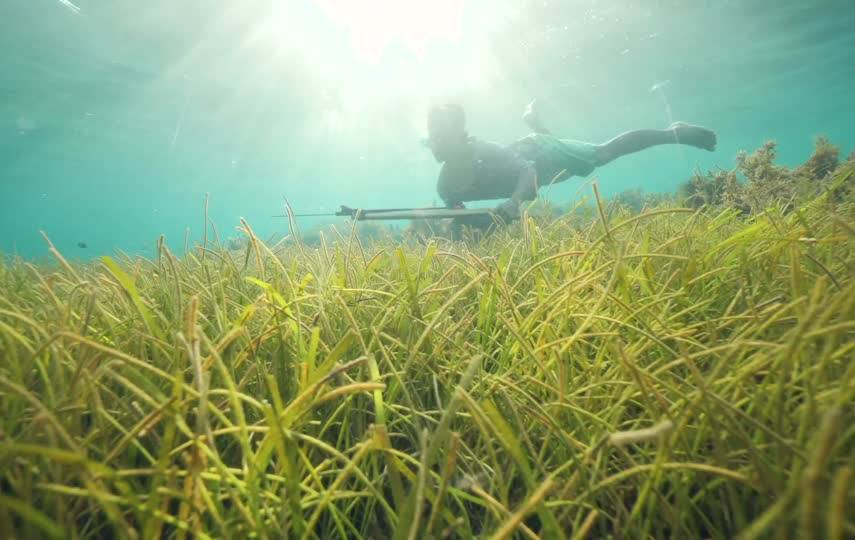 海底潜水水草视频素材