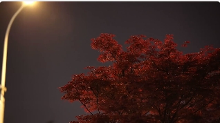 枫叶映衬夜晚城市路灯视频素材