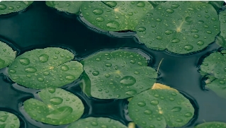 雨天荷塘荷叶雨滴视频素材