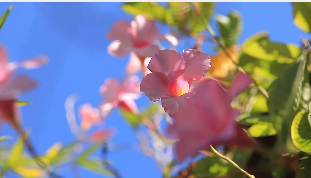 蓝天绿叶中超美喇叭花治愈短视频素材