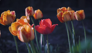 花卉美景自然风景短视频素材