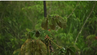 雨中美景镜头短视频素材