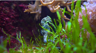 水族馆海马特写镜头短视频素材