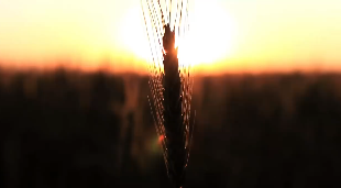 夕阳落下余晖撒到孤独的麦穗上视频素材