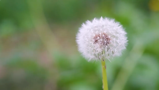 毛茸茸蒲公英随风飘扬治愈系短视频素材