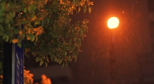 雨夜树旁路灯视频素材