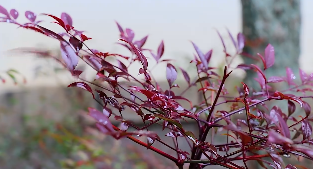 雨中建筑植物下雨视频素材