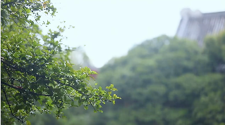 雨中树梢下雨视频素材