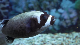 水族馆鱼景色短视频素材