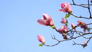 冰清玉洁玉兰花超美风景短视频素材