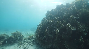 水族馆鱼群美景短视频素材