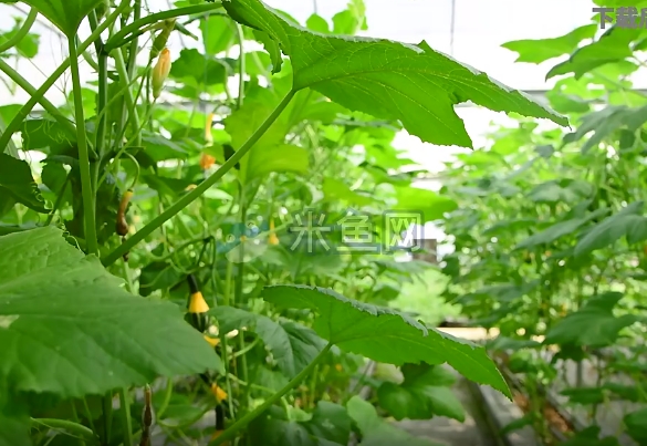 新技术种植蔬菜大棚生产系列视频素材