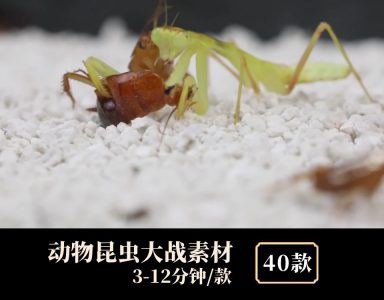 动物昆虫大战视频素材